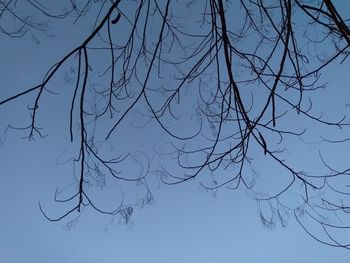 Low angle view of bare tree against clear blue sky