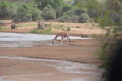 Horse standing on landscape against trees