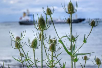 Close-up of thistle against sky