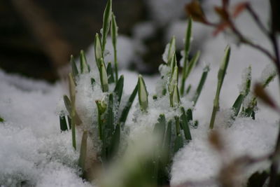 Close-up of frozen plant during winter