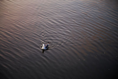 High angle view of ducks swimming on lake