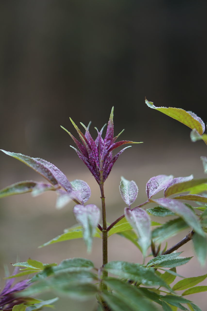 CLOSE-UP OF PURPLE FLOWER PLANT