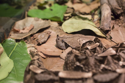 Close-up of lizard on leaves