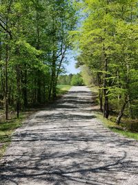 Empty road along trees in forest