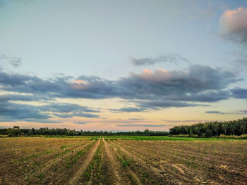 Scenic view of agricultural field against sky