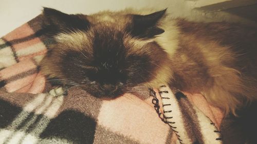 Low section of cat relaxing