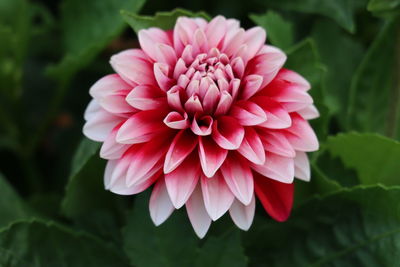 Close-up of pink dahlia flower