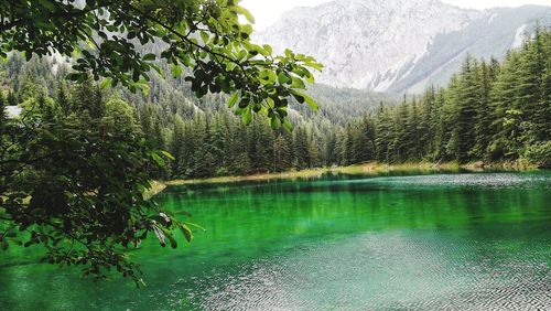 Scenic view of lake in forest