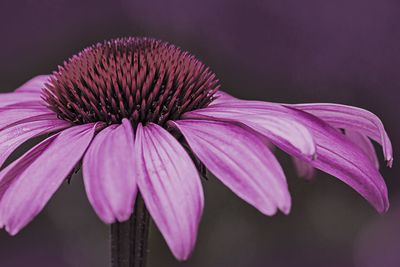 Close-up of purple flower