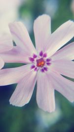 Close-up of flower blooming outdoors