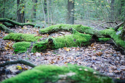 Close-up of lizard on tree stump in forest