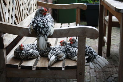 Chicken birds on wooden bench