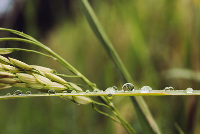 Close-up of water drops on grass