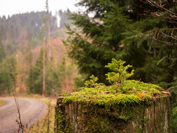 Close-up of moss covered tree in forest