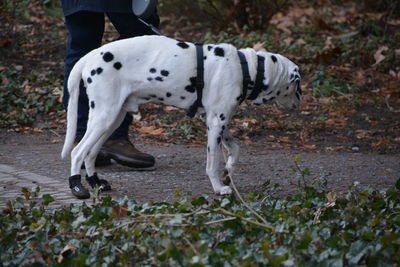 Low section of man walking with dog