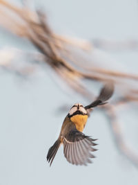 Close-up of blue tit flying