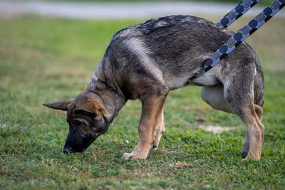 A german shepherd puppy in tracking training