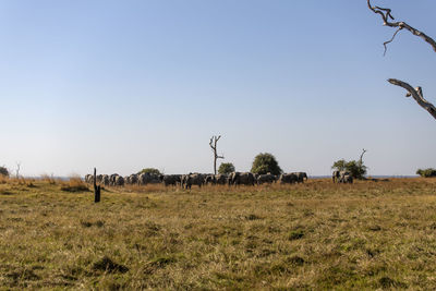 View of elephants on field against sky