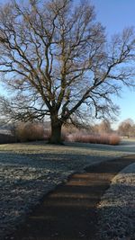 Bare tree on landscape against clear sky