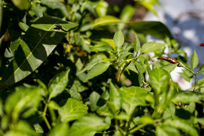 Close-up of insect on leaves