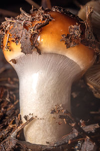 macro photography