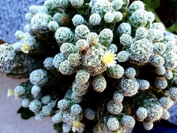 Close-up of cactus