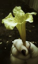 Close-up of hand holding flowers