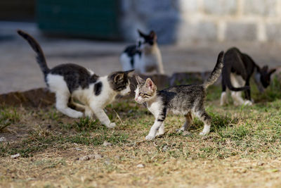 Cats playing in field