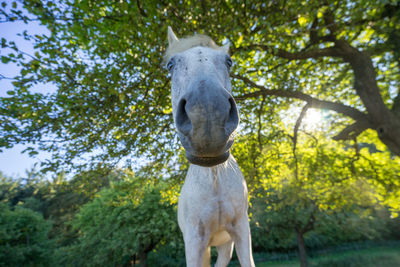 Horse standing in a tree