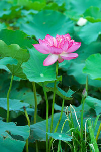 Close-up of pink flower blooming outdoors