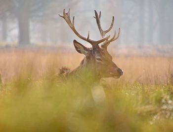 Deer resting on field at richmond park in foggy weather