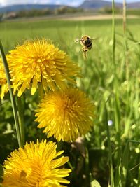 Close-up of bee pollinating on yellow flower