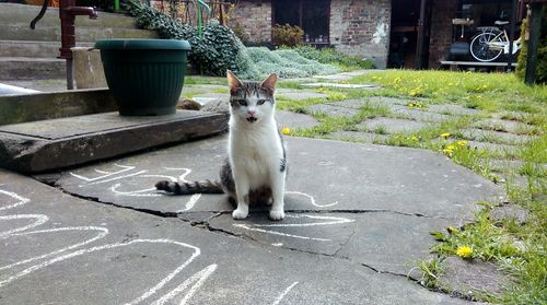 Close-up of cat in garden