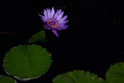 Close-up of purple flowers