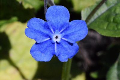 Close-up of purple flowers