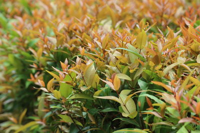 Close-up of plants