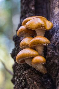 Close-up of mushrooms growing outdoors