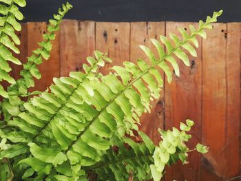 High angle view of ivy growing on fence