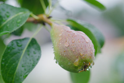 Close-up of fruit