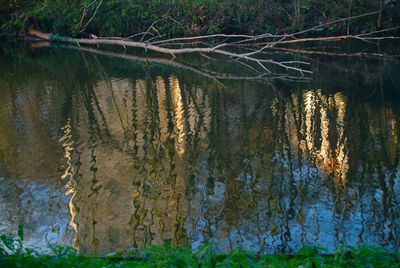 Reflection of trees in calm lake