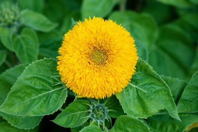 Bright yellow flower of decorative sunflower on the background of green leaves