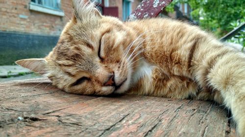 Close-up of ginger cat sleeping outdoors
