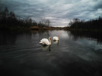 Swan floating on lake