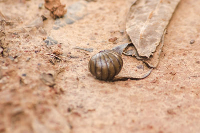 Close-up of snail on sand