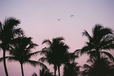 Low angle view of silhouette coconut palm trees against sky during sunset