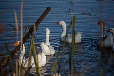 Swans swimming in lake