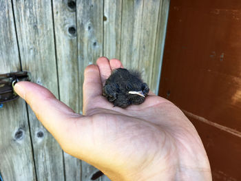 Close-up of hand holding bird