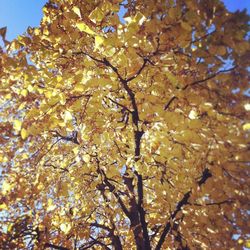 Low angle view of tree against sky