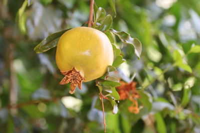 Close-up of fruit growing on tree