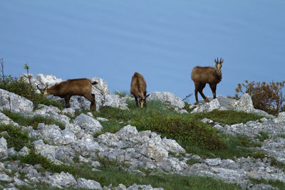 Chamois in biokovo nature park, croatia